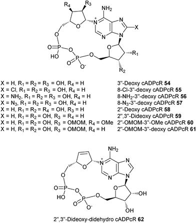 Structures of the cADPR analogues mentioned herein – Shuto's group.