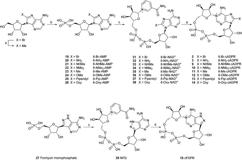 Synthesis of 8-modified cADPR analogues. Reagents and conditions: (a) PdCl2, PPh3, AlMe3, THF, reflux, 2.5 h. (b) POCl3, TEP, 0 °C. (c) β-NMN+, DCC, pyridine:water (4 : 1), 7 days, rt. (d) Aplysiacyclase, 25 mM HEPES (pH 6.8), 20 min, rt.
