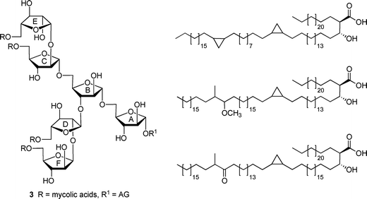 (left) Hexasaccharide motif (3) found at the non-reducing end of the mycolyl–arabinogalactan (mAG) complex. (right) Examples of mycolic acids found in Mycobacterium tuberculosis.