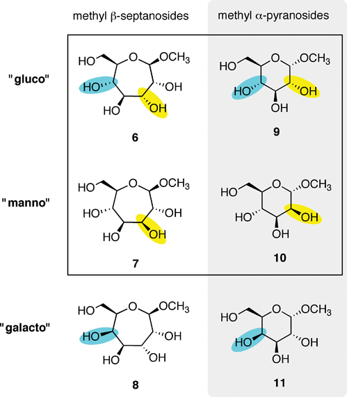 
          Methyl β-septanosides 6–8 and methyl α-pyranosides 9–11 used as ligands of ConA. Each row is organized by related ring stereochemistries: “gluco”, “manno” and “galacto”. Changes in stereochemistry are denoted by yellow/blue highlights.