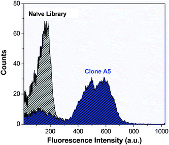 
            Flow cytometry histograms of blue fluorescence emission of the unsorted naïve yeast library (gray) and clone A5 (blue) in the presence of 1 μM OTB-SO3. Samples were excited with a 405 nm laser.