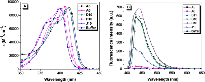 (A) Absorption spectra of 1.6 μM OTB-SO3 and 3.2 μM soluble scFv. The absorption spectrum for B11 is not shown to reduce the complexity of the figure; the profile is very similar to that of the dye in buffer. (B) Fluorescence spectra of 2.25 μM OTB-SO3 + 4.5 μM soluble scFv. Spectra were corrected for differences in absorbance at the excitation wavelength (370 nm).