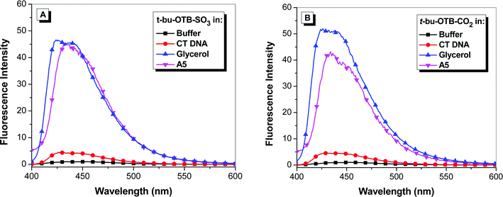 Fluorescence enhancement of samples excited at 380 nm relative to dye in buffer of (A) t-butyl-OTB-SO3 and (B) t-butyl-OTB-CO2 in 10 mM sodium phosphate buffer, 100 mM NaCl (pH 7), in the presence of 100 μM calf thymus DNA, in 90% glycerol, and with A5 protein. Spectra were corrected for differences in absorbance at the excitation wavelength.