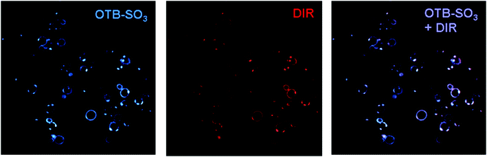 
            J10
            cells imaged with 200 nM OTB-SO3 (left) and DIR (center), along with the overlaid images (right). Cells were not washed before imaging. Samples were excited at 405 nm (OTB-SO3) and 561 nm (DIR).