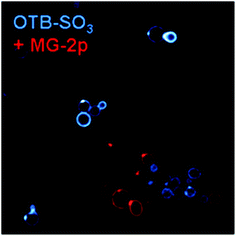 
            H10 and H6-MG yeast cells with 200 nM OTB-SO3 and MG-2p. Cells were not washed prior to imaging. Samples were excited at 405 nm (OTB-SO3) and 633 nm (MG-2p).