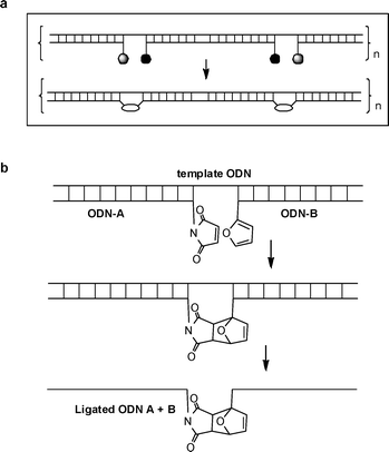 
          Oligonucleotide strand ligation using Diels–Alder chemistry. a. Schematic of multiple simultaneous ligations. b. Templated chemical reaction between maleimide and furan ODNs and resultant ligated single strand. ODN = oligodeoxyribonucleotide.
