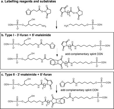 a: Furan and maleimide labelling reagents and amino-modified ODN substrates. b, c: Diels–Alder reactions to form type I and II linkages.