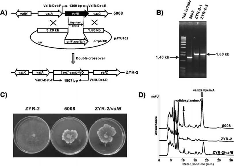 Construction and analysis of valB mutant strains of S. hygroscopicus 5008. A, Schematic representation for the replacement of a 936 bp fragment of valB with oriT-aac(3)IV. B, Gel electrophoresis of PCR amplified products of the wild-type and the mutant strains. C, Bioassay comparison between the wild-type 5008, the valB mutant ZYR-2, and the valB mutant complemented with cloned valB (ZYR-2/valB) using Pellicularia sasakii as the indicator strain. Growth inhibition was determined by the appearance of abnormal branching of the mycelia and the formation of a thick border. D, HPLC analysis of the wild-type 5008, the valB mutant ZYR-2, and the valB mutant complemented with cloned valB (ZYR-2/valB). Validamycin A and validoxylamine A are indicated with arrows.