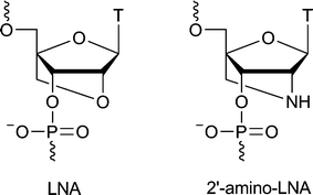 Structures of LNA and 2′-amino LNA thymine monomers.