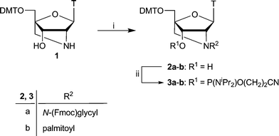 (i) 2a: N-(Fmoc)glycine, DMF, HATU, DIPEA, rt, 1 h, 76%; 2b: palmitoyl chloride, CH2Cl2, pyridine, 0 °C, 2 h, 68%; (ii) 2-cyanoethyl-N,N,N′,N′-tetraisopropylphosphane, N,N-diisopropyl-ammonium tetrazolide, CH2Cl2, rt, 12 h (3a: 94%, 3b: 61%). T = thymin-1-yl; DMT = 4,4′-dimethoxytrityl.