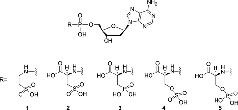 Structures of phosphoramidate analogues of 2′-deoxyadenosine nucleotides.