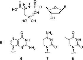 Structures of phosphoramidate analogues of 2′-deoxynucleotides.