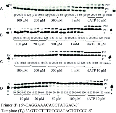 Single incorporation of the primer of P1T1 (125 nM) by HIV-1 RT with phosphoramidate substrate concentrations and time intervals (min) as indicated, [HIV-1 RT] = 0.025 U μL−1; A: incorporation of 1, B: incorporation of 2, C and D: incorporation of 3, dATP (10 μM) is used as reference.