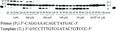 Incorporation of the primer of P1T1 (125 nM) by Taq DNA polymerase with 3 as substrate; phosphoramidate concentrations and time intervals (min) are indicated; [Taq] = 0.025 U μL−1; dATP (10 μM) incorporation is used as reference.