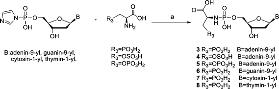 Reagents and conditions: (a) N-ethylmorpholine, H2O, (ZnCl2), r.t., 1–3 d.