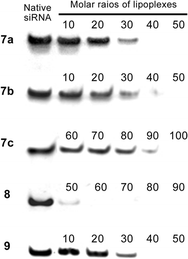 Gel retardation assays performed using the lipoplexes and siRNA. The numbers represent the molar ratios given in Table 1.