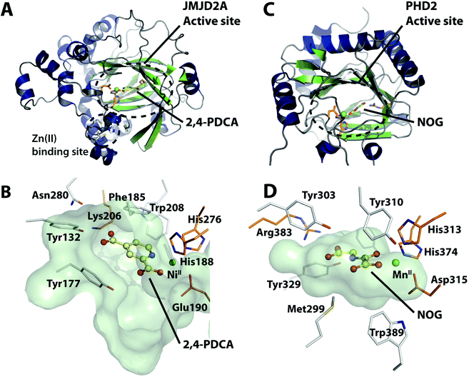 Crystallographic analyses on JMJD2A and PHD2. A. View from a crystal structure of JMJD2A in complex with NiII (substituting for FeII) and the inhibitor 2,4-PDCA (derived from PDB ID2VD715). B. Active site of JMJD2A showing chelation of the active site metal (green) by the conserved iron-binding Hx[D/E]…H motif (His188, Glu190 and His276). Selected active site residues are shown. C. View from a crystal structure of the prolyl hydroxylase PHD2 in complex with MnII, a fragment of the hypoxia inducible factor 1α peptide substrate (not shown), and the 2OG cosubstrate analogue N-oxalyl glycine (NOG), a relatively non-specific 2OG oxygenase inhibitor (PDB ID3HQR22). D. Closeup view of the PHD2 active site showing chelation of MnII (green) by the conserved iron-binding Hx[D/E]…H motif (His313, Asp315 and His374).
