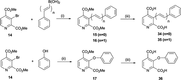 Synthesis of pyridine dicarboxylate derivatives 34–36. Reagents and conditions: (i) Pd(OAc)2 (10 mol%), PPh3 (0.2 eq.), Cs2CO3 (1.1 eq.), DMF, 70 °C, 3–5 h, 60–75%; (ii) CuI (0.1 eq.), N-(n-butyl)imidazole (0.5 eq.), Cs2CO3 (2 eq.), toluene, MW, 140 °C, 1 h, 44%; (iii) NaOH, MeOH, H2O, 6 h-overnight, 49–75%.