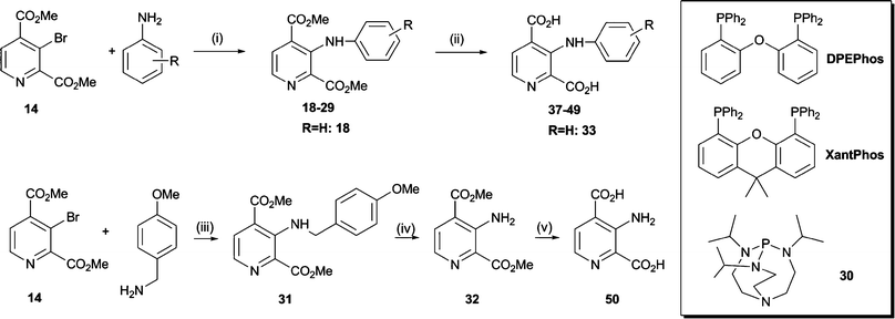 Synthesis of pyridine dicarboxylate derivatives 37–50. Reagents and conditions: (i) Pd2dba3 (2 mol%), ligand L (6 mol%), base (1.4 eq.), toluene, MW, 110–150 °C; L = PPh3 or BINAP or 30: <5% conversion; L = DPEPhos: 11% yield; L = XantPhos: 77% yield; (ii) NaOH, MeOH–H2O, RT; (iii) Pd2dba3 (2 mol%), XantPhos (6 mol%), Cs2CO3 (1.4 eq.), toluene, MW, 110 °C, 12 h, 69%; (iv) CF3CO2H, CH2Cl2, 0 °C to RT, 89%; (v) NaOH, MeOH–H2O, 2 h, RT, 67%.