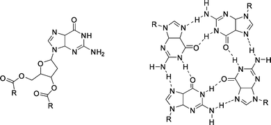 
              Deoxyguanosine derivative (left) and quartet structure formed by self-assembly (right). R = p-(n-C12H25O)C6H4.