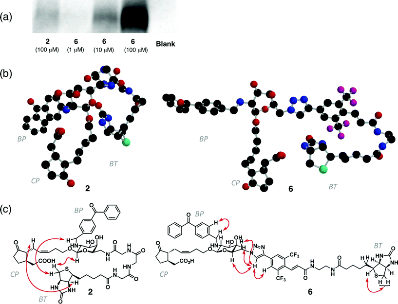 (a) Photoaffinity labelling and chemiluminescence detection of MTJG by 2 (100 μM) or 6 (1–100 μM).(b) Stereostructures of 2 and 6 (CP: cyclopentanone; BP: benzophenonyl; BT: biotinyl). The plausible conformer was obtained by MM and DFT(B3LYP/6-31G*) calculations. Each atom is represented by colors as follows: carbon (black), oxygen (red), nitrogen (blue), sulfur (green), fluorine (purple). (c) Important ROE correlations in 2 and 6(See also Figures S4 and S5).