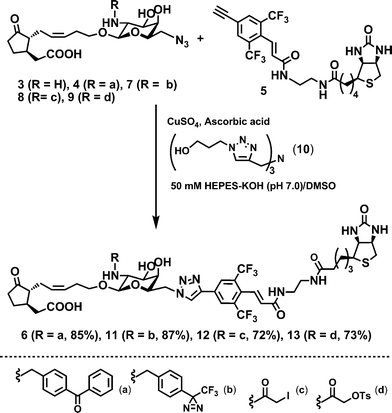 CuAAC synthesis of BArL probes: a = benzophenone; b = trifluoromethyldiazirine; c = iodoacetyl; d = tosyloxyacetyl.