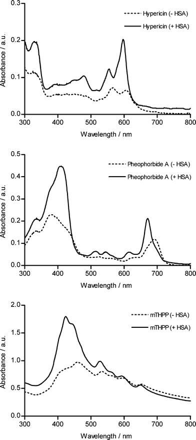 
            Absorbance spectra of hypericin, pheophorbide A and mTHPP in MEM (without phenol red) at 10, 12.5 and 45 μM respectively in the presence (solid line) or absence (dashed line) of HSA.