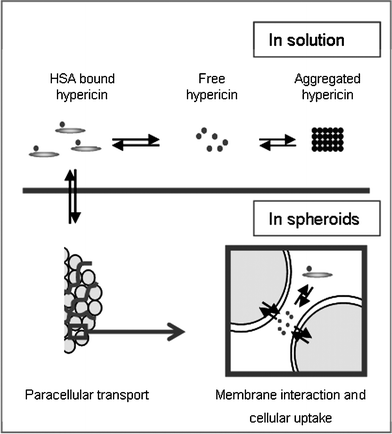 Schematic illustration of the paracellular transport of hypericin in the presence of HSA throughout a spheroid. Free hypericin can associate with HSA or form high molecular non-fluorescent aggregates in aqueous solutions. When hypericin interacts with HSA, paracellular transport is favored over cellular uptake, resulting in an equal distribution of hypericin throughout the whole UCC spheroid.