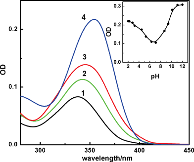 
            Absorption spectra of ∼2 μM of H33258 in aqueous solution at different pHs; 7 (1), 4.5 (2), 1.5 (3) and 11 (4). Inset shows the absorbance changes monitored at 360 nm with solution pH.