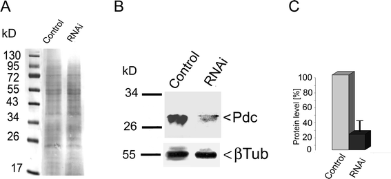 Alterations in Pdc expression in Blepharisma with RNAi-silenced gene as determined by western immunoblotting of whole-cell lysates. The result is representative of three independent experiments. A – the Ponceau S stained proteins were monitored as a loading control; B – immunoblot analysis with antiserum raised against Pdc detected a protein of 28 kDa in control cells, which almost disappeared following treatment of cells with siRNA targeted to Pdc; C – relative changes in Pdc levels estimated by a comparison to the constant level of tubulin expression in the tested cells. The levels of Pdc in control cells were set as 100%. Bars represent mean values ± S.E.M. of at least three experiments.