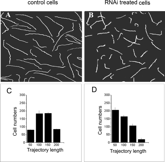 Effect of partial silencing of Pdc expression on photokinesis of Blepharismacells. Swimming patterns (A, B) and the distribution of trajectory lengths in arbitrary units (C, D) in cells adapted to light of 1.5 × 103 lux are shown. The images of the cell swimming trajectories were made using dark-field and low-magnification photography with an exposure of 15 s. A, C – control cells; B, D – cells treated with RNAi targeted to Pdc. Bars in C and D represent mean values ± S.E.M of three experiments.