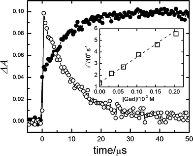 Absorbance profiles from the LFP (λexc = 532 nm) of 4 × 10−6 M RB in the presence of 6 × 10−4 M gadusol in aqueous solution (pH 7) at 410 nm (full circles) and 590 nm (open circles). Inset: Stern–Volmer plot for the quenching of RB triplet state by gadusolate in aqueous buffer (pH 7). τ stands for the RB triplet lifetime obtained from the absorbance decay at 600 nm (see text).