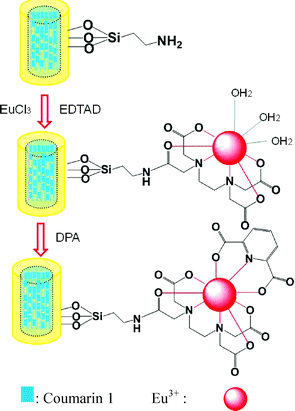 Illustration of the functionalization of ZL(Coumarin 1)@SiO2 with europium complexes and the principle for DPA detection.