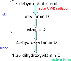 Simplified metabolic pathway leading to the active form of vitamin D (1,25-dihydroxyvitamin D).