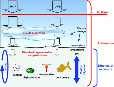 Main factors affecting the quantity and quality of UV radiation received by aquatic organisms. (Diagram modified from Gonçalves et al., Ecología Austral., 2010, 20, 129–153.)