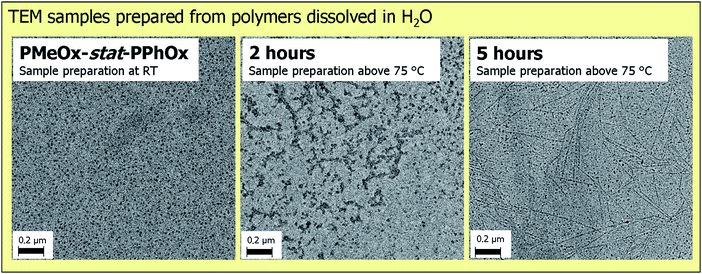 
            TEM images of the micellar structures obtained from PMeOx-stat-PPhOx, after 2 hours and after 5 hours of acidic hydrolysis prepared from water.