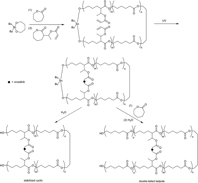 Synthetic strategy for the synthesis of stabilized poly(ε-caprolactone) diblock macrocycles and tadpole shaped triblock polymers free from tin initiator.69