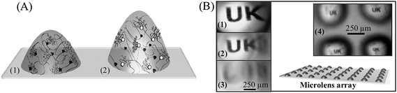 A) Chloropromazine (CPZ)-tunable hydrogel microlenses in the absence (1) and the presence (2) of CPZ, where calmodulin (CaM) releases phenothiazine (black ligand) and binds to free CPZ (white ligand). B) Patterns visualized through hydrogel microdomes utilizing an optical microscope. The “UK” pattern is best focused in the swollen state of the microdome (1) and, as the microlens becomes less swollen over time (1 min intervals) (2,3), the image becomes blurred. A collectively addressable hydrogel microdome array showing multiple patterns under different extent of focusing is exhibited in (4). Reproduced with permission from ref. 169. Copyright (2007) Wiley-VCH.