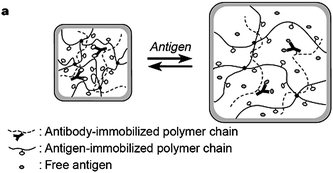 Diagram of a suggested mechanism for the swelling of an antigen-antibody semi-interpenetrating hydrogel in response to a free antigen. Reproduced with permission from ref. 173. Copyright (1999) Nature Publishing Group.