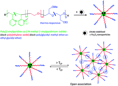 Hybrid micelles formed via complexation of citrate stabilized γ-Fe2O3 nanoparticles with a quarternized Pq2VP-b-PEO-b-P(GME-co-EGE) triblock terpolymer, and their reversible gelationvia open association by LCST behaviour of the P(GME-co-EGE) block. Reproduced with permission from ref. 123. Copyright (2010) Wiley-VCH.
