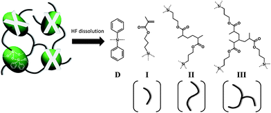 Possible organic tether structures of MONC. Key: (D) fragment of DPSD; (I) unreacted methacryl tether; (II) two-armed tether; and (III) three-armed tether. The dashed bonds represent cleaved state of siloxane bonds due to HF dissolution of MONC cores.