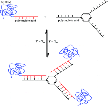 Formation of three-arm star like hybrids via reversible nucleic acid base pairing (adapted from ref. 144).