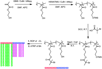 Synthesis of [P(BiBEM)-g-P(BA)]-b-[P(HEMA)-g-P(CL)] brush-block-brush copolymers (adapted from ref. 58).