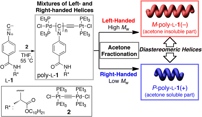 Schematic illustration of the helix-sense-selective living polymerization of l-1 with µ-ethynediyl Pt–Pd complex (2), yielding a mixture of diastereomeric, right- and left-handed helical poly-l-1's with different MWs and a narrow MWD, which can be further separated into the left-handed helical M-poly-l-1(−) and right-handed helical P-poly-l-1(+).