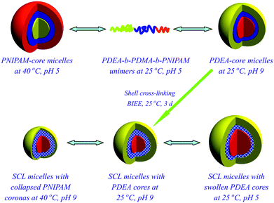 Preparation of two types of SCL micelles with inverted structures in aqueous solution.56