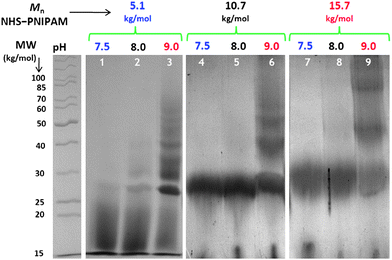 SDS-PAGE results from the reactions of NHS-terminated PNIPAM with LYS in phosphate buffer at pH 7.5 (lanes 1, 4, and 7), 8.0 (lanes 2, 5, and 8), and 9.0 (lanes 3, 6, and 9). Reactions were conducted with NHS–PNIPAM with Mn = 5.1 kg mol−1 (1–3), 10.7 kg mol−1 (4–6), and 15.7 kg mol−1 (7–9).