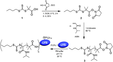 Synthesis of NHS-functionalized chain transfer agent, polymerization of NIPAM, and conjugation of the resulting amine-reactive PNIPAM to lysozyme.