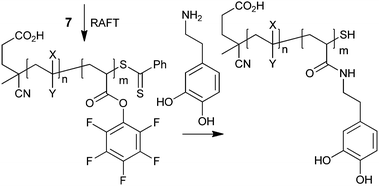 Use of active ester–amine reaction to form a polymer with pendant catechol functionality.