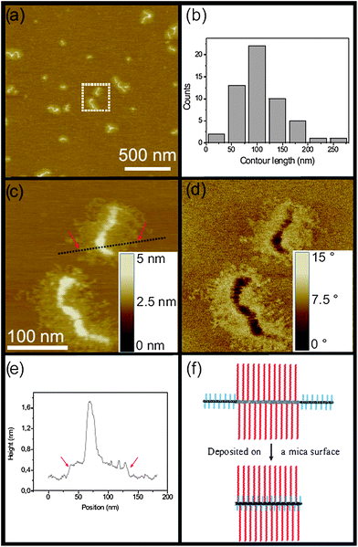 
            SFM images of dual brush TriB-4 deposited on mica: (a) height image; (b) histogram of measured contour lengths; (c) height image and (d) phase image of zoom in area marked in (a). (e) Cross-section, indicated as dotted line in the height image (c), showing the height difference between the substrate and the graft chains and the backbone, respectively. (f) Backfolding model suggesting that the end blocks fold back on the top of the middle block (top view).