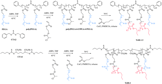 Synthesis of amphiphilic poly(PEGA-bb-(ClPEA-gg-BuA)-bb-PEGA) dual brush block copolymer.